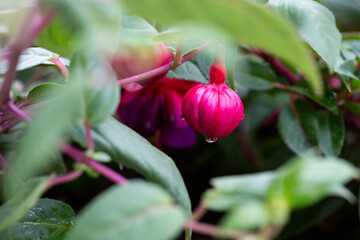 Vivid pink fuchsia buds with soft green background with copy space
