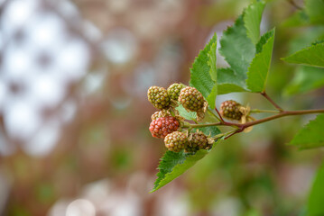 Beginning ripe blackberry fruit, on the branch