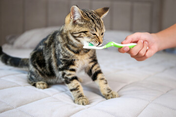 A woman brushes a cat's teeth with a toothbrush.