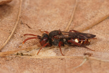 Closeup on a small colorful red Large Bear-clawed nomad bee, Nomada alboguttata