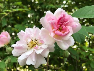Fototapeta premium pink rose bush