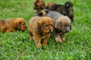 Little puppys Newfoundland, running around, playing in the summer park on green grass outdoor..