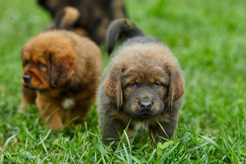 Little puppys Newfoundland, running around, playing in the summer park on green grass outdoor..