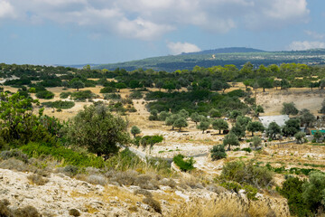 Road to Avakas Gorge. Palm trees and low trees by the sandy road. Akamas Peninsula, Cyprus.