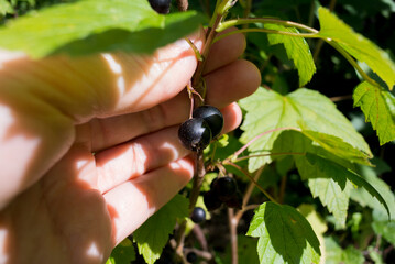 Female hand holding a bunch of black currant berries on a bush on a sunny day