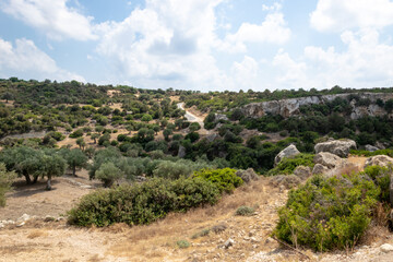 Fototapeta na wymiar Road to Avakas Gorge. Palm trees and low trees by the sandy road. Akamas Peninsula, Cyprus.