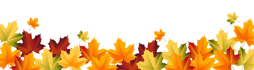 Maple leaf  with green yellow red color for autumn or thanksgiving design, maple leaves frame header - obrazy, fototapety, plakaty