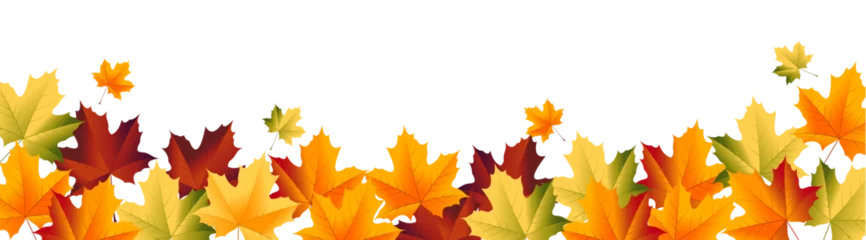 Poster Maple leaf  with green yellow red color for autumn or thanksgiving design, maple leaves frame header © Bakemon
