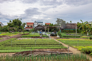 Fototapeta na wymiar Hoi An, Vietnam :Tra Que Vegetable Village view of Hoi An ancient town, UNESCO world heritage, at Quang Nam province. Vietnam. Hoi An is one of the most popular destinations in Vietnam