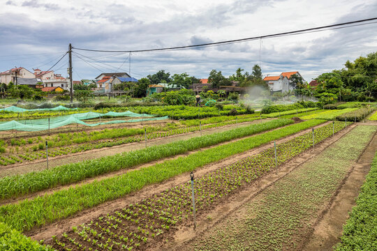 Hoi An, Vietnam :Tra Que Vegetable Village view of Hoi An ancient town, UNESCO world heritage, at Quang Nam province. Vietnam. Hoi An is one of the most popular destinations in Vietnam