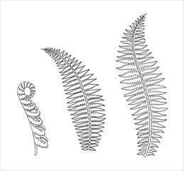 A set of fern leaves. Illustration in linear style. Black and white coloring. Vector.