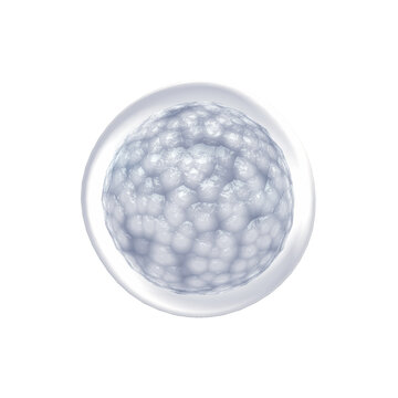 Embryonic stem cell isolated on white. Repairing damaged cells by reducing inflammation and modulating the immune system