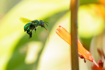 An orchid bee (Euglossa sp. I think) flying toward a flower with its tongue out in Sarasota,...