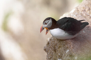 Puffins (Fratercula arctica) in the Orkney Islands