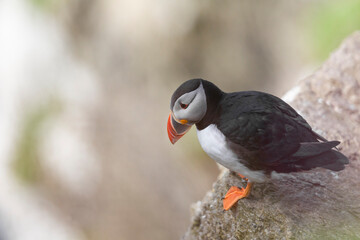 Puffins (Fratercula arctica) in the Orkney Islands