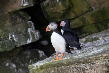 Puffins (Fratercula arctica) in the Orkney Islands