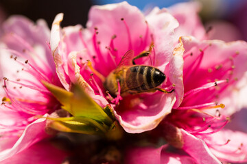macro photography bees collect honey from the flowers of peach tree
