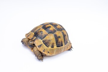 Turtle isolated on white background