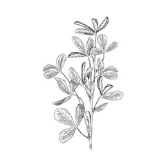 Fenugreek aromatic plant branches sketch hand drawn vector illustration isolated. - obrazy, fototapety, plakaty