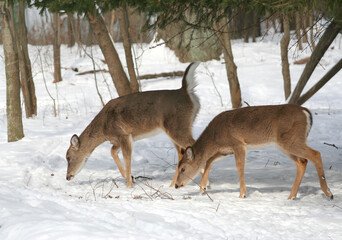 White tailed Deers searching food in the snow in Indianapolis,Indiana