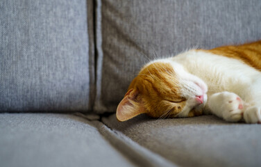 Ginger kitten relaxing on a grey couch.