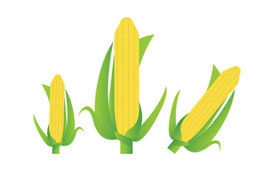 onion isolated on white background