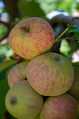 apples on a tree