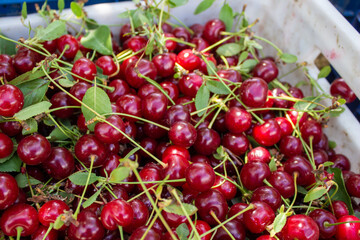 Sour cherries in the garden