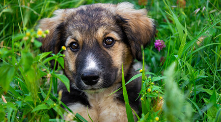 Adorable brown puppy in green grass.	