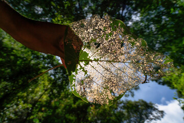 BEAUTIFUL LANDSCAPE PHOTOGRAPHY OF BACH MA NATIONAL PARK IN HUE, VIETNAM