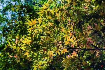 BEAUTIFUL LANDSCAPE PHOTOGRAPHY OF BACH MA NATIONAL PARK IN HUE, VIETNAM. Sau Sau or Liquidambar formosana tree