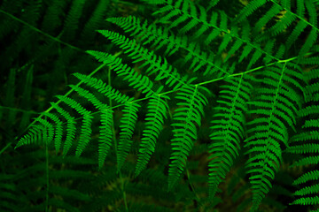 fern leaf in the forest
