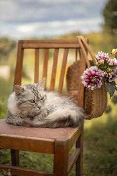 Photo of a gray fluffy cat on a chair in the garden.