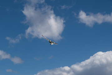 茶津海岸の大空を舞うウミネコ