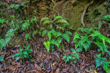 BEAUTIFUL LANDSCAPE PHOTOGRAPHY OF BACH MA NATIONAL PARK IN HUE, VIETNAM