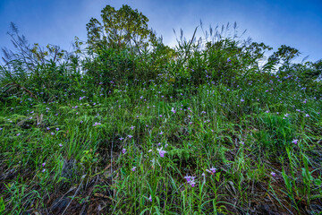 BEAUTIFUL LANDSCAPE PHOTOGRAPHY OF BACH MA NATIONAL PARK IN HUE, VIETNAM