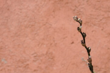 branch on the wall