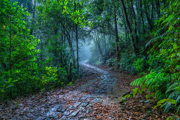 Fototapeta premium BEAUTIFUL LANDSCAPE PHOTOGRAPHY OF WARK ROAD IN BACH MA NATIONAL PARK, HUE, VIETNAM