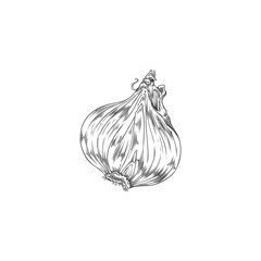 Hand drawn shallot onion with engraving, sketch vector illustration isolated on white background.