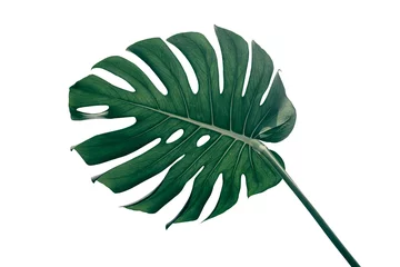 Stickers pour porte Monstera Tropical foliage, Green monstera plant isolated on white background with clipping path