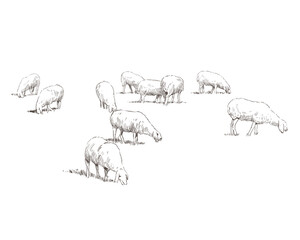 Sheep are grazing in a meadow. Rural landscape. Farm sketch hand drawn vector illustration.