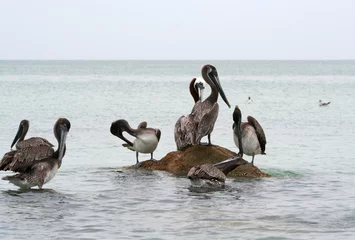 Photo sur Plexiglas Clearwater Beach, Floride Pélicans bruns de Clearwater Beach, Floride, États-Unis