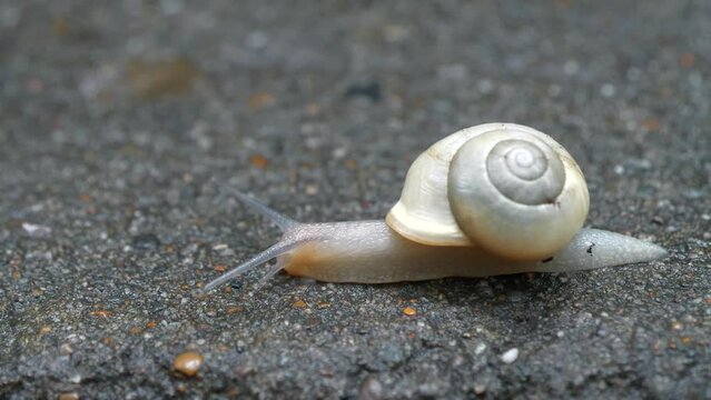 White translucent snail with a white shell crawls along the wet asphalt