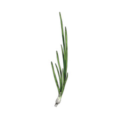 Hand drawn scallions or spring onion, colored sketch vector illustration isolated on white background.