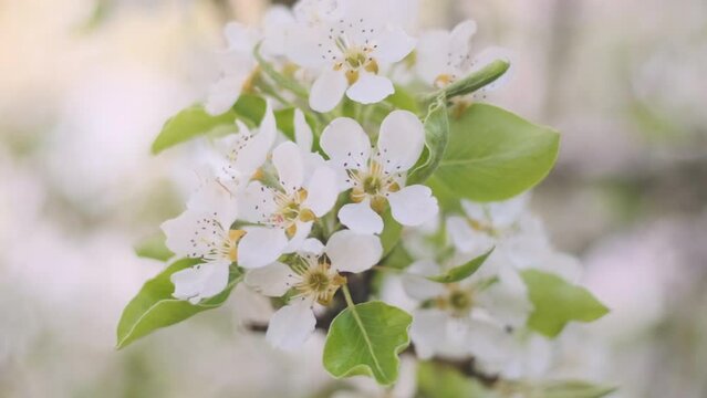 White small flowers on branches of tree. Spring flowering of fruit trees. Close up