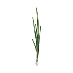 Spring onion with engraving, hand drawn sketch vector illustration isolated on white background.