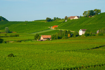 Weinberge Ihringen Kaiserstuhl