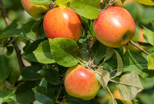 King of the Pippins - Apple 