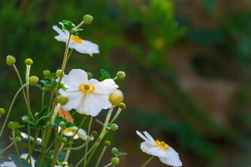 Flowers in a colorful garden in bright sunlight in summer, Almere, Flevoland, Netherlands, September, 2022