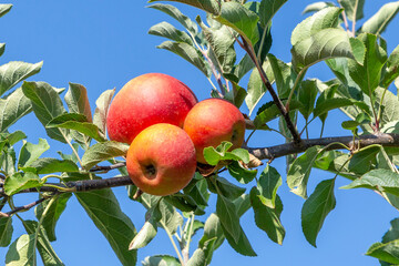 delicious Elstar and Gala apples at the apple tree